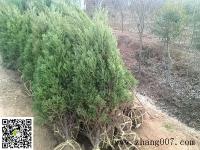 蜀桧 高1.2米 蜀桧价格 无脱脚 不烧枝