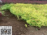 绣线菊小苗 绣线菊床苗 基地大量供应批发