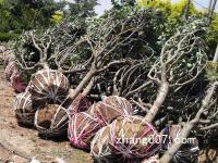 樱花树苗木基地种植的小苗目前什么行情