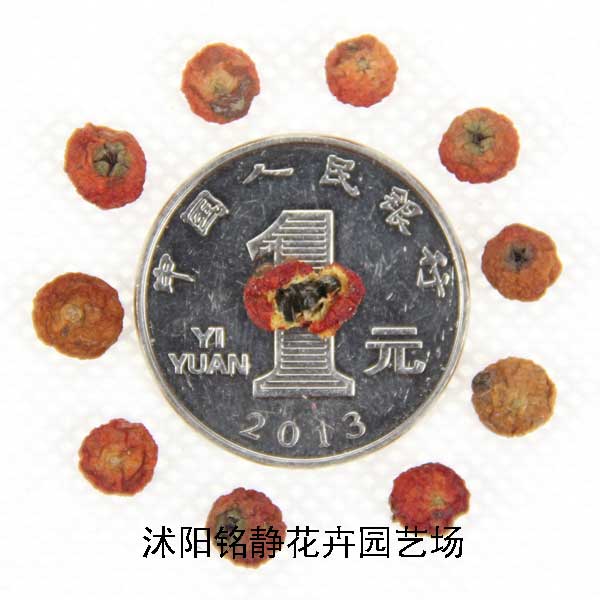 1528416592945992.jpg 火棘种子.jpg