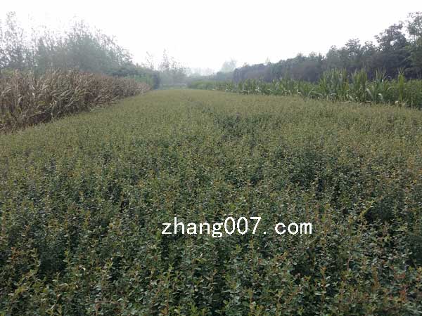 1528416620749593.jpg 火棘 (10).jpg
