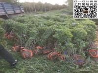 如何种植连翘_育苗繁殖技术_合理修剪_及时浇水