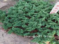 【地柏】铺地柏适合在什么季节种植成活率如何