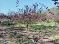 美人梅基地5-10公分价格带你了解2019年最新市场行情