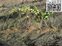 重庆可以种植金叶女贞小苗价格多少一株40公分50公分