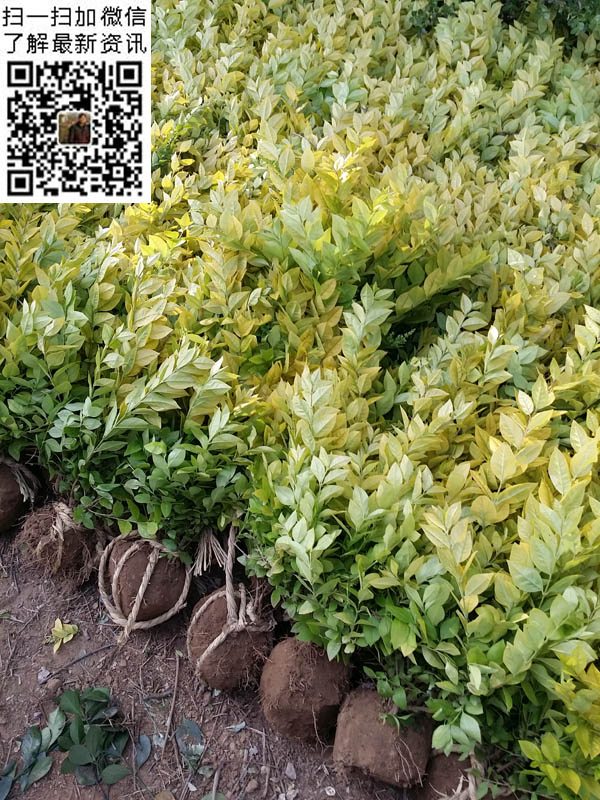 20160518_174051副本.jpg