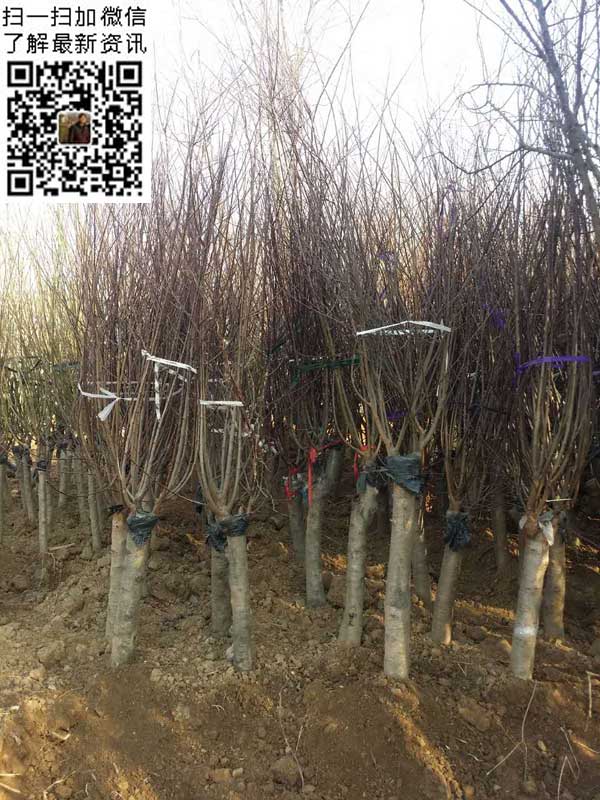 微信图片_201803150911332.jpg