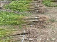 这样规格的紫穗槐多少钱一棵高1.5米