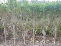 【木槿】小木槿花怕冷吗如何提高种植成活率_价格参考