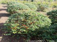 火棘球适合种植在什么地方需要哪些注意事项