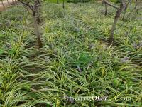 自家庭院种植金边麦冬草可以提升绿化档次