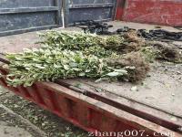 金边黄杨选用哪个地方的苗源性价比要高一些