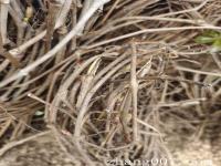 五叶地锦_爬山虎2米以上哪里有_10月可以栽种吗