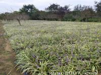 金边麦冬草可以种植在红枫树下面吗